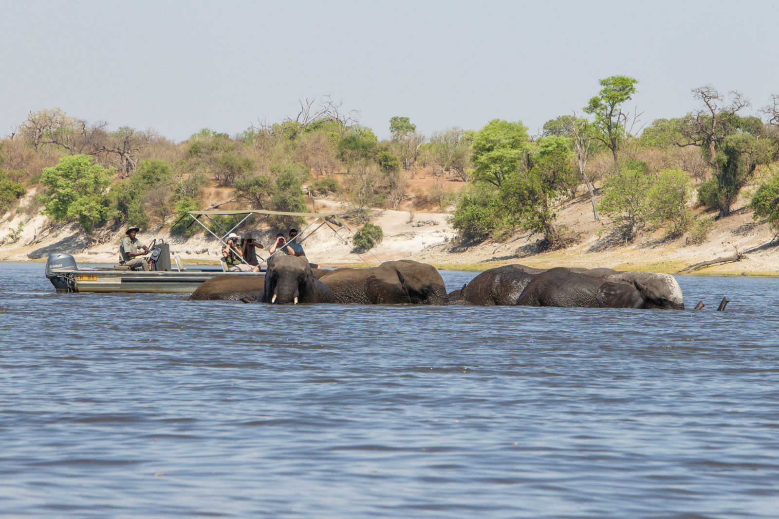 Chobe Savanna Lodge thumbnail 7